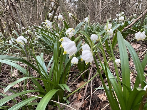 Spring snowflake (Leucojum vernum)