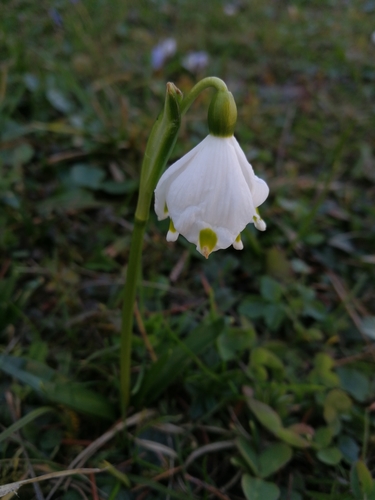 Spring snowflake (Leucojum vernum)