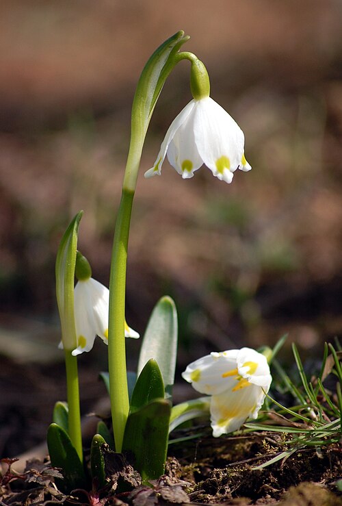 Spring snowflake: Spring Snowflake