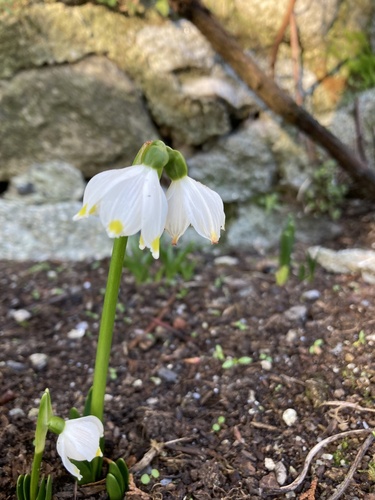 Spring snowflake (Leucojum vernum)