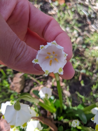 Spring snowflake (Leucojum vernum)