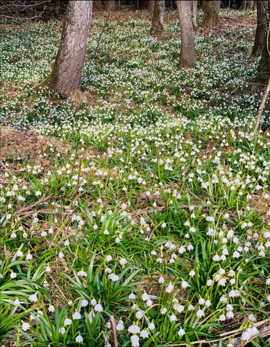 Spring snowflake (Leucojum vernum)