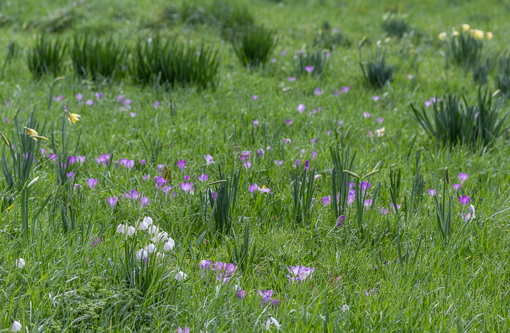 Spring snowflake: Snowflakes (Leucojum vernum), Myddelton House, Enfield, Middlesex