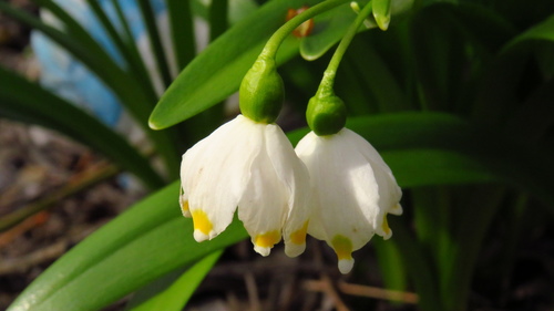 Spring snowflake (Leucojum vernum)
