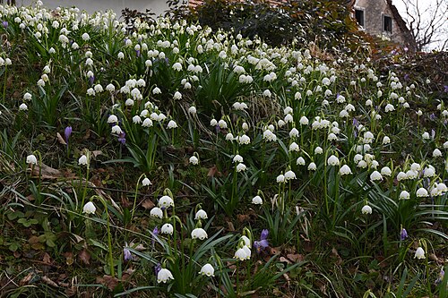 Spring snowflake: Leucojum vernum in Styria