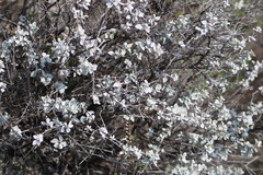 Leucophyllum ambiguum (Leucophyllum ambiguum)