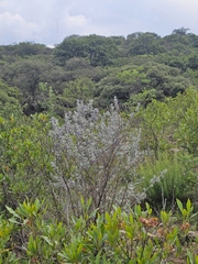 Leucophyllum ambiguum (Leucophyllum ambiguum)