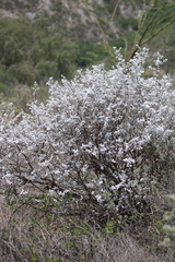 Leucophyllum ambiguum (Leucophyllum ambiguum)