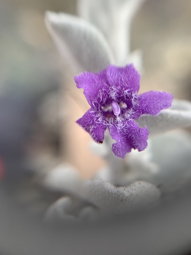 Leucophyllum ambiguum (Leucophyllum ambiguum)
