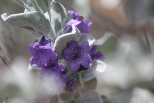Leucophyllum ambiguum (Leucophyllum ambiguum)