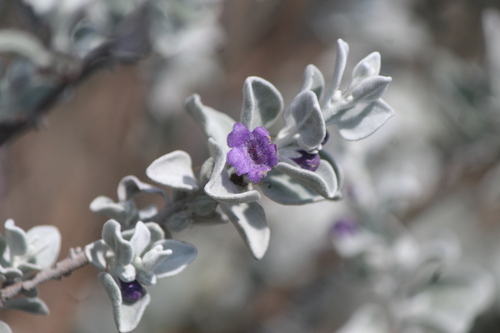 Leucophyllum ambiguum (Leucophyllum ambiguum)