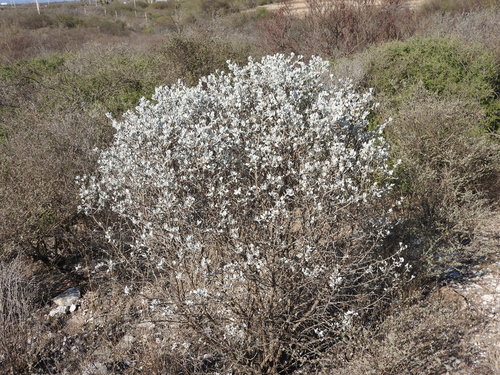 Leucophyllum ambiguum (Leucophyllum ambiguum)