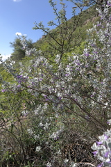 Leucophyllum ambiguum (Leucophyllum ambiguum)