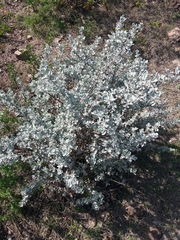 Leucophyllum ambiguum (Leucophyllum ambiguum)