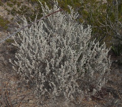 Brewster County barometerbush (Leucophyllum candidum)