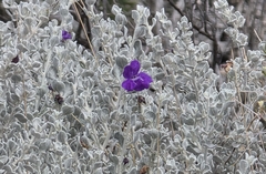 Brewster County barometerbush (Leucophyllum candidum)