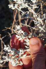 Brewster County barometerbush (Leucophyllum candidum)