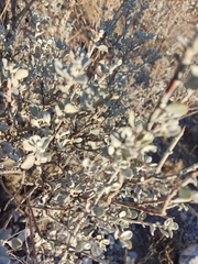 Brewster County barometerbush (Leucophyllum candidum)
