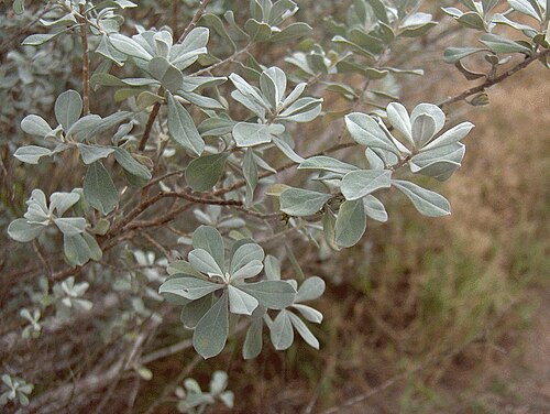 Texas barometer bush: Texas-Silverleaf
