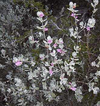 Texas barometer bush: Texas Silverleaf