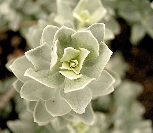 Texas barometer bush: Leucophyllum frutescens