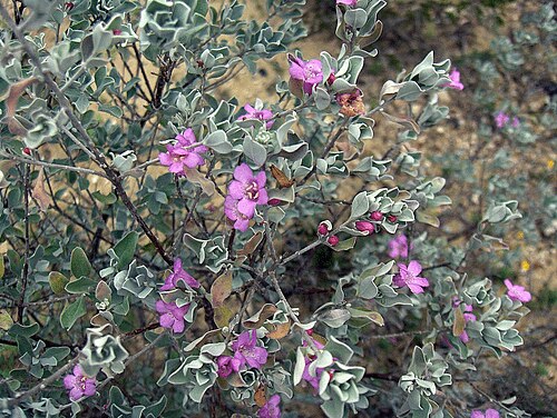 Texas barometer bush: Texas Silverleaf (Leucophyllum frutescens) in South Texas