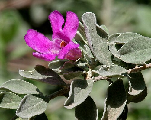 Texas barometer bush: Leucophyllum frutescens - Purple Sage, Texas Sage, Texas Ranger, Silverleaf, Cenizo in Hyderabad , India .