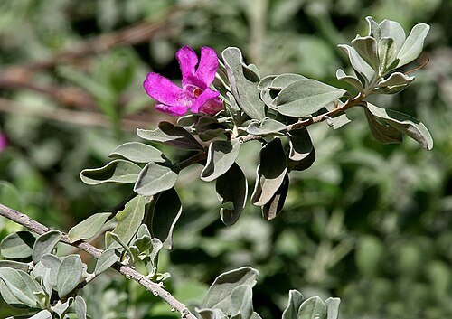 Texas barometer bush: Leucophyllum frutescens - Purple Sage, Texas Sage, Texas Ranger, Silverleaf, Cenizo in Hyderabad , India .