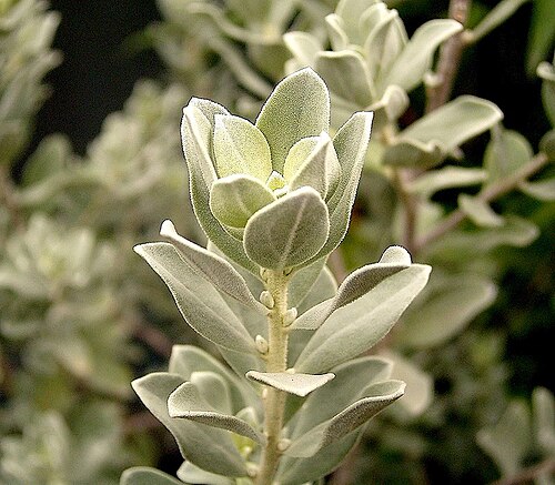 Texas barometer bush: Leucophyllum frutescens