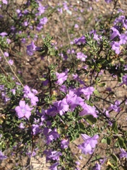 Leucophyllum laevigatum (Leucophyllum laevigatum)