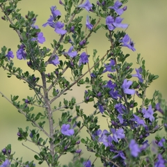 Leucophyllum laevigatum (Leucophyllum laevigatum)