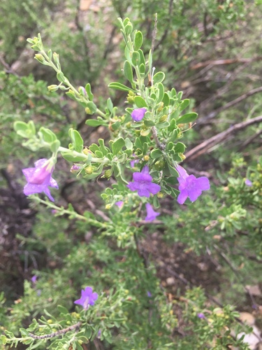 Leucophyllum laevigatum (Leucophyllum laevigatum)