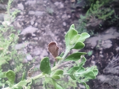 Leucophyllum laevigatum (Leucophyllum laevigatum)