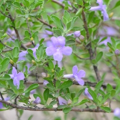 Leucophyllum laevigatum (Leucophyllum laevigatum)