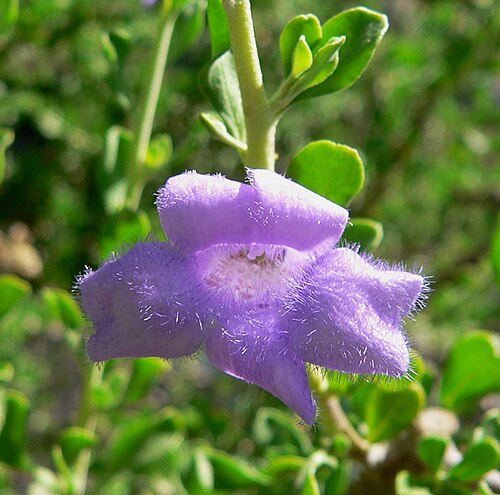 Leucophyllum laevigatum: Photo of Leucophyllum laevigatum (Chihuahuan sage) at the Springs Preserve garden in Las Vegas, Nevada