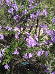 Leucophyllum laevigatum (Leucophyllum laevigatum)