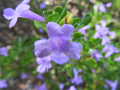 Leucophyllum langmaniae (Leucophyllum langmaniae)