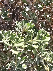 Leucophyllum langmaniae (Leucophyllum langmaniae)