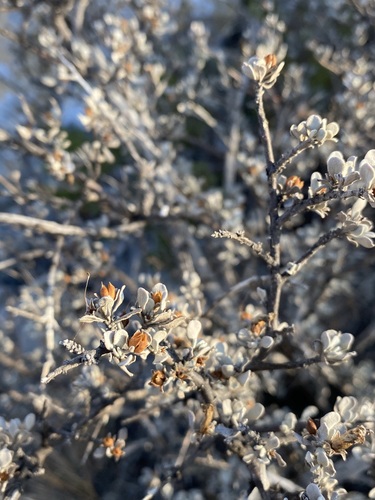 Big Bend barometerbush (Leucophyllum minus)
