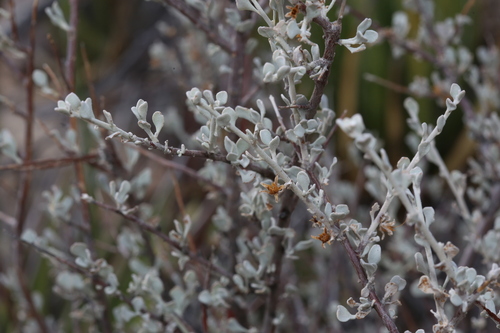 Big Bend barometerbush (Leucophyllum minus)