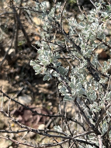Big Bend barometerbush (Leucophyllum minus)