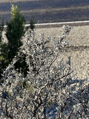 Big Bend barometerbush (Leucophyllum minus)
