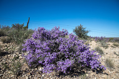 Big Bend barometerbush (Leucophyllum minus)