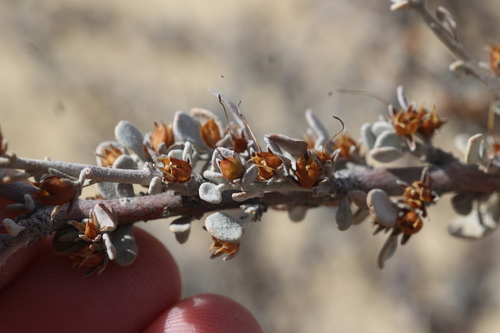 Big Bend barometerbush (Leucophyllum minus)