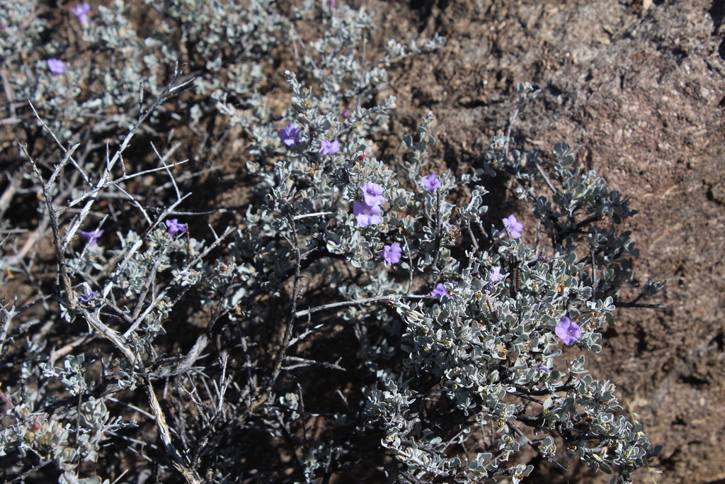 Big Bend barometerbush (Leucophyllum minus)