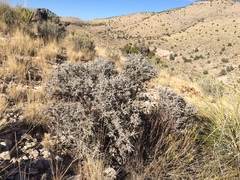 Big Bend barometerbush (Leucophyllum minus)