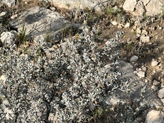 Big Bend barometerbush (Leucophyllum minus)