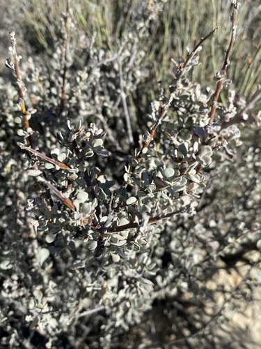 Big Bend barometerbush (Leucophyllum minus)