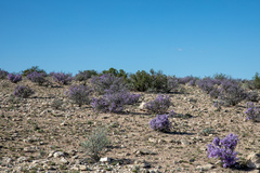 Big Bend barometerbush (Leucophyllum minus)