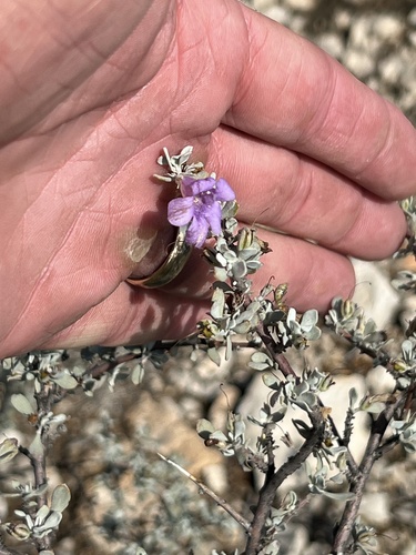 Big Bend barometerbush (Leucophyllum minus)